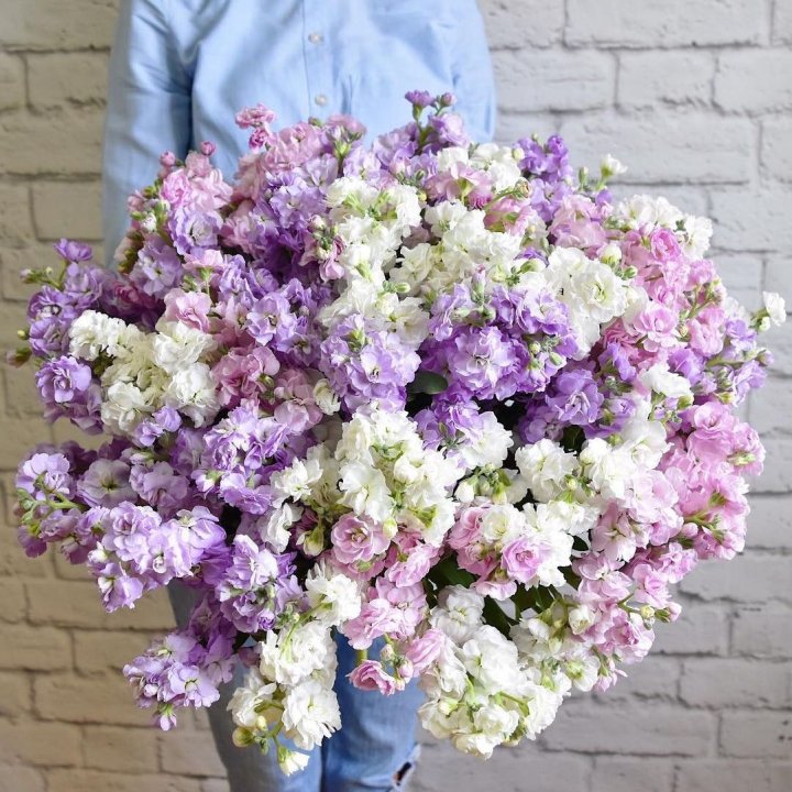 Облако маттиол в Энгельсе