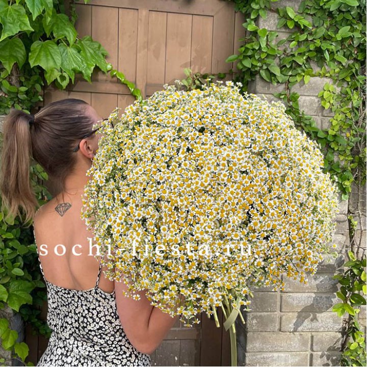 101 ромашка в Энгельсе