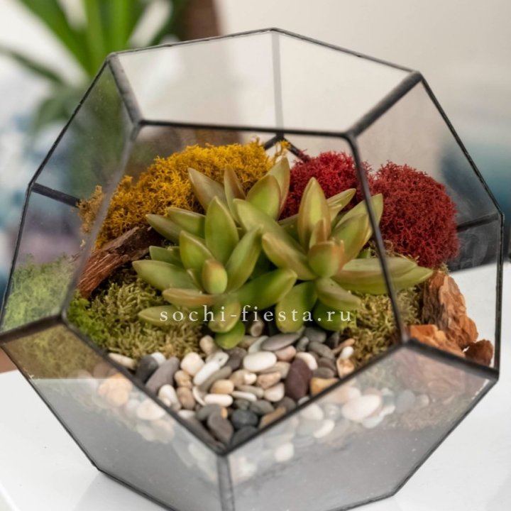 Флорариум “Додекаэдр” с суккулентом Седум в Энгельсе