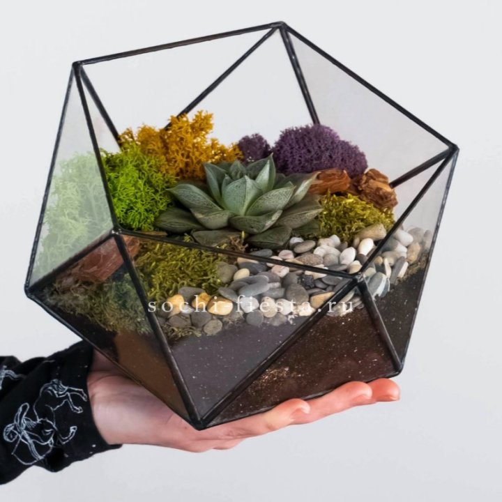 Флорариум “Икосаэдр” с суккулентом Каменная Роза в Энгельсе