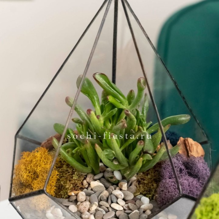 Флорариум “Капля” с суккулентом Крассула Хоббит в Энгельсе