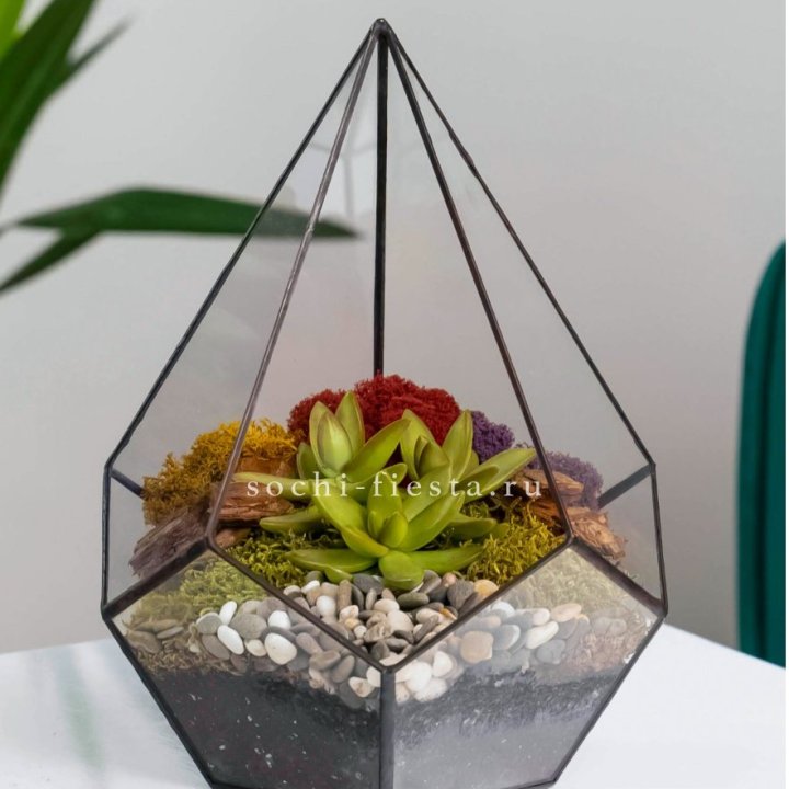 Флорариум Капля с суккулентом в Энгельсе