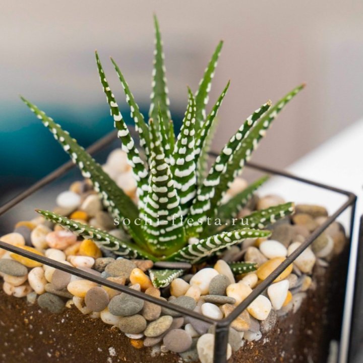 Флорариум Кубик с суккулентом Хавортия в Энгельсе