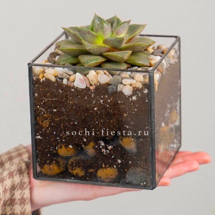 Флорариум Кубик с суккулентом Каменная роза в Энгельсе
