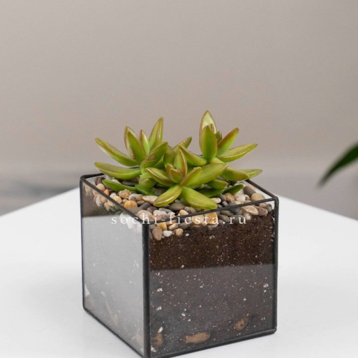 Флорариум Кубик с суккулентом Седум в Энгельсе