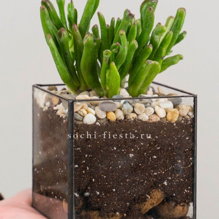Флорариум Кубик с суккулентом Хоббит в Энгельсе