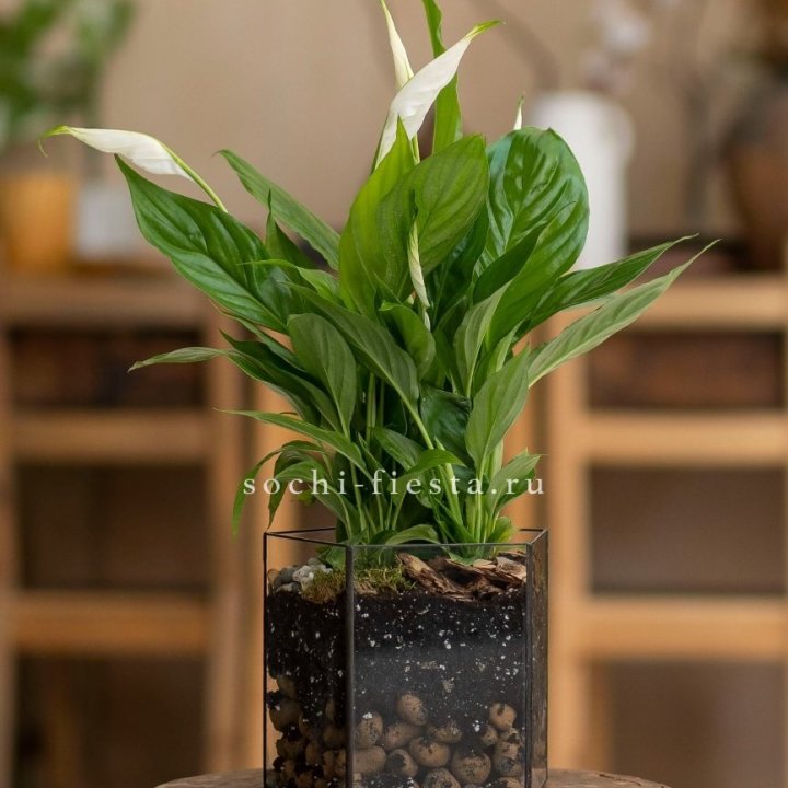 Спатифиллум в кашпо Пятиугольник в Энгельсе