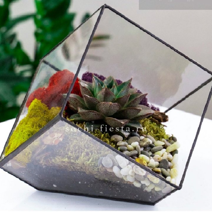 Флорариум Куб усеченный с суккулентом Каменная роза в Энгельсе