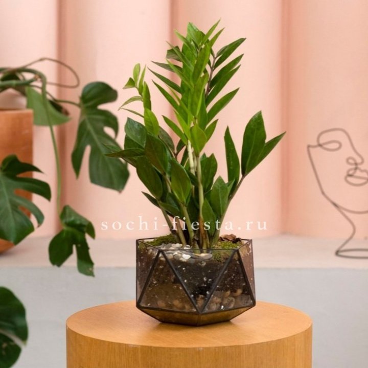 Замиокулькас в кашпо Икосаедр в Энгельсе