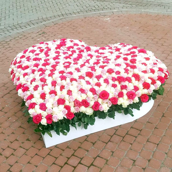 555 роза  в Энгельсе