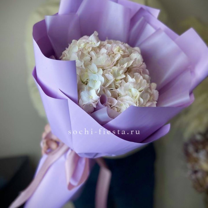 Гортензия розовая в Энгельсе