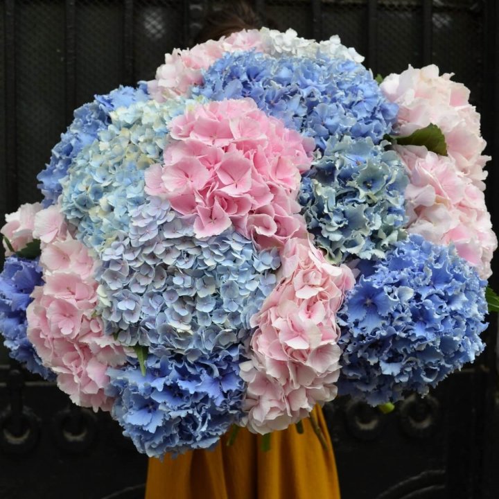 Букет гортензий "Фонтан" в Энгельсе