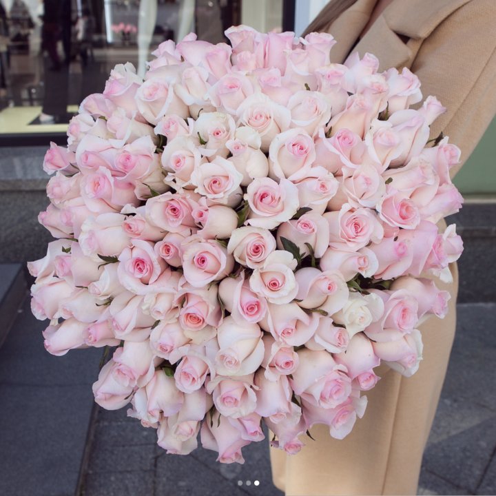 Розы "Пинк бум" в Энгельсе