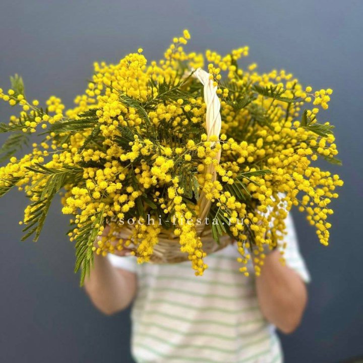 Весенняя корзина мимозы в Энгельсе