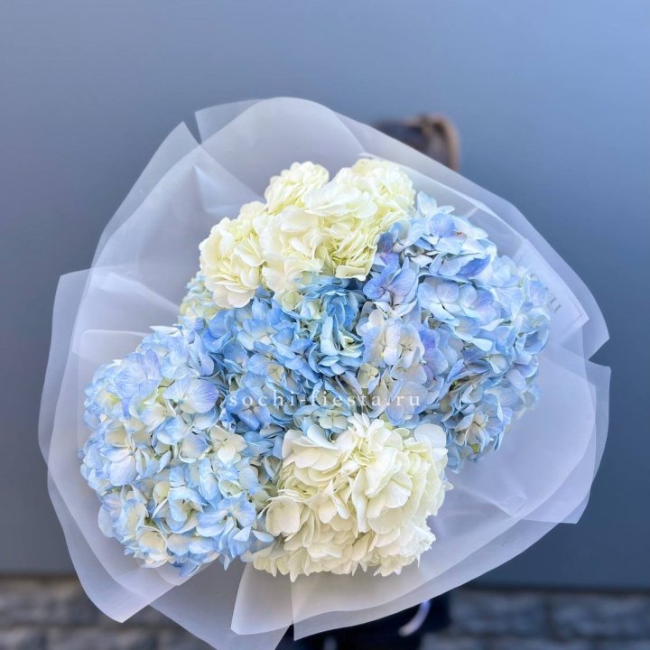 5 бело-голубых гортензий в Энгельсе