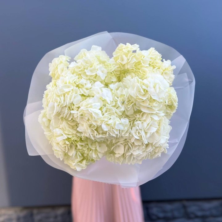 7 белых гортензий в Энгельсе