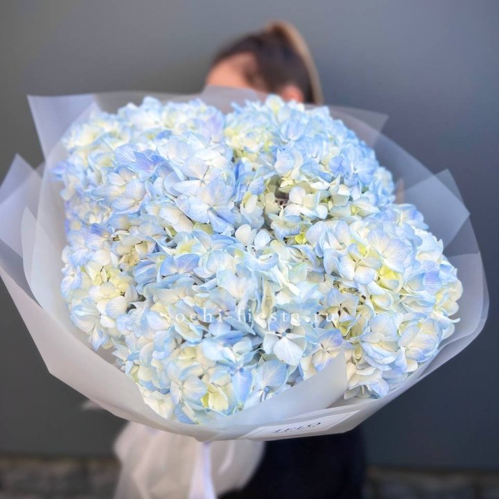 5 голубых гортензий в Энгельсе