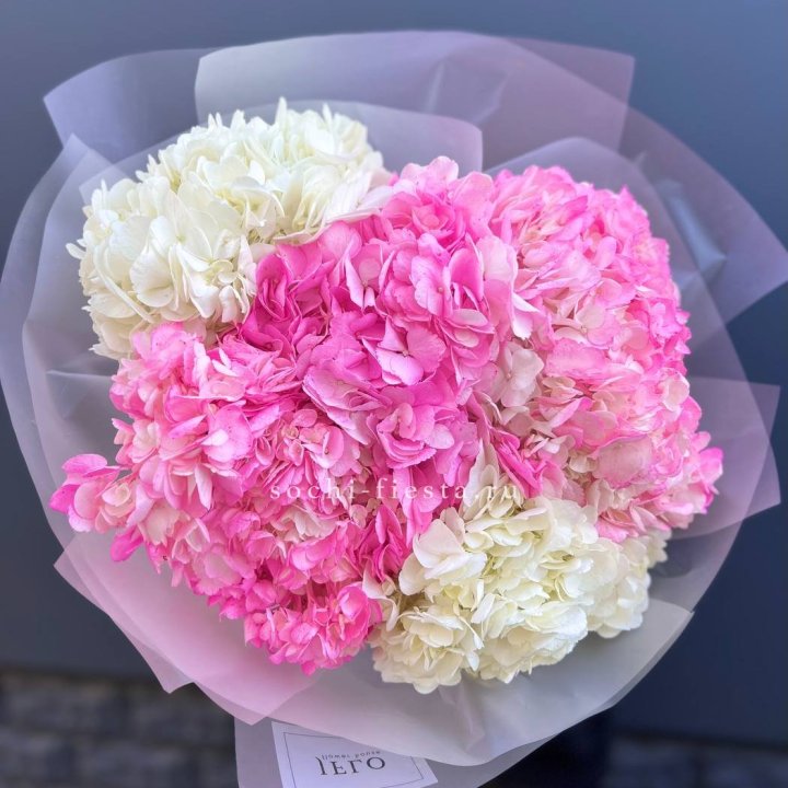 5 бело-розовых гортензий в Энгельсе