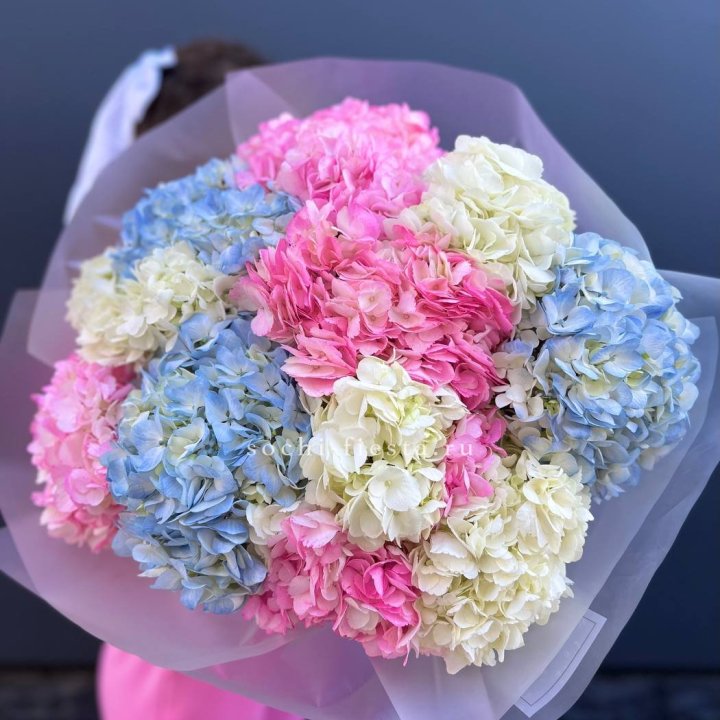 11 гортензий микс в Энгельсе