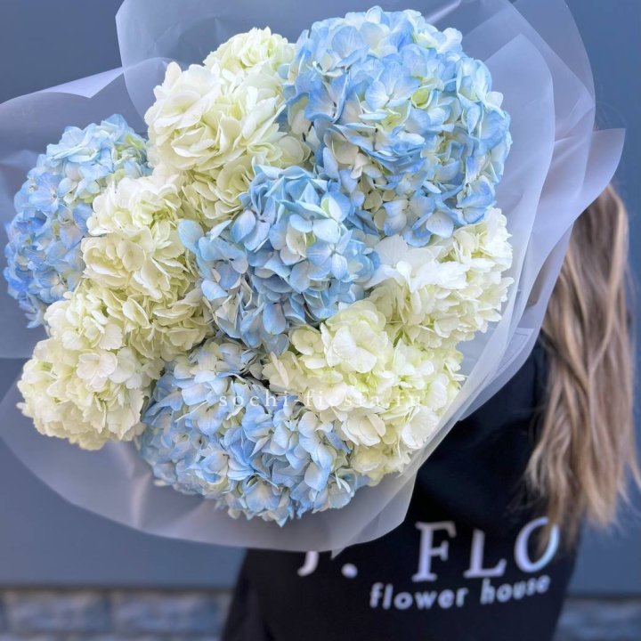 9 бело-голубых гортензий в Энгельсе