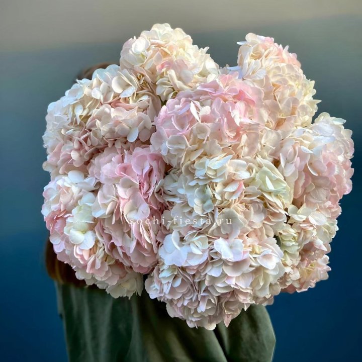 Охапка розовой гортензии в Энгельсе