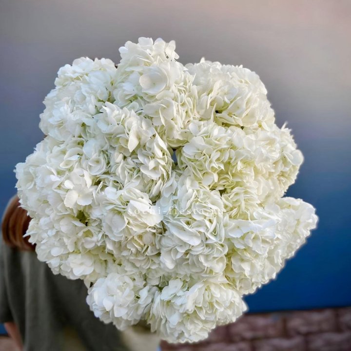 Охапка белой гортензии в Энгельсе