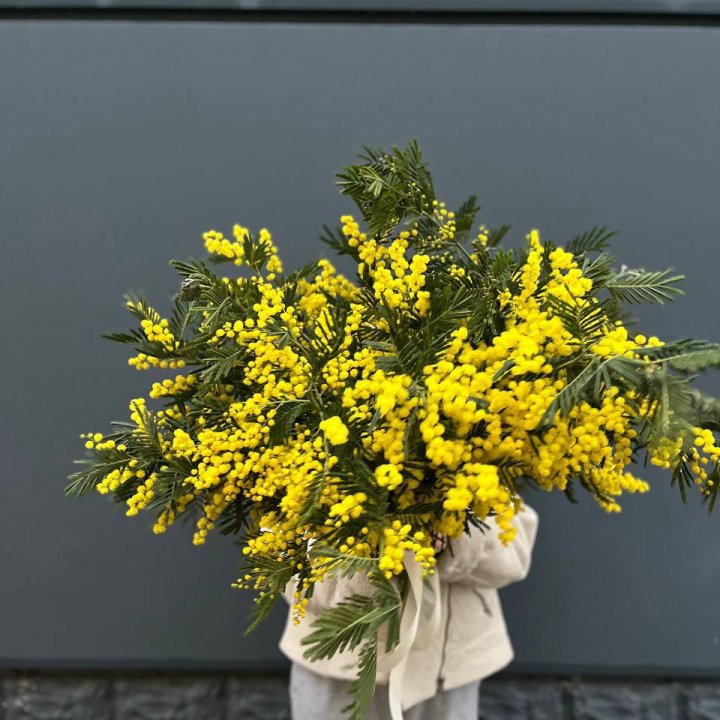 Охопка мимозы в Энгельсе