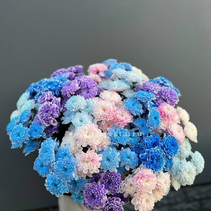 25 цветных хризантем в Энгельсе