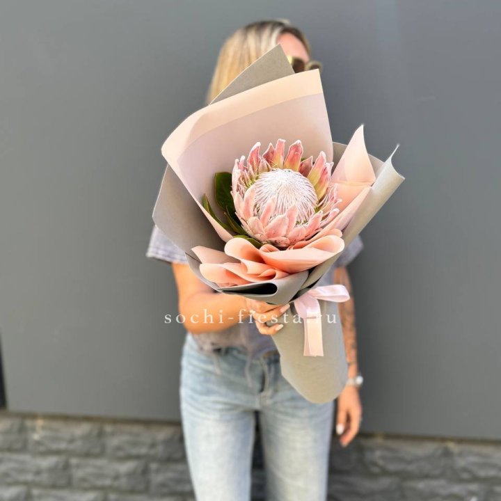 Протея мини  в Энгельсе