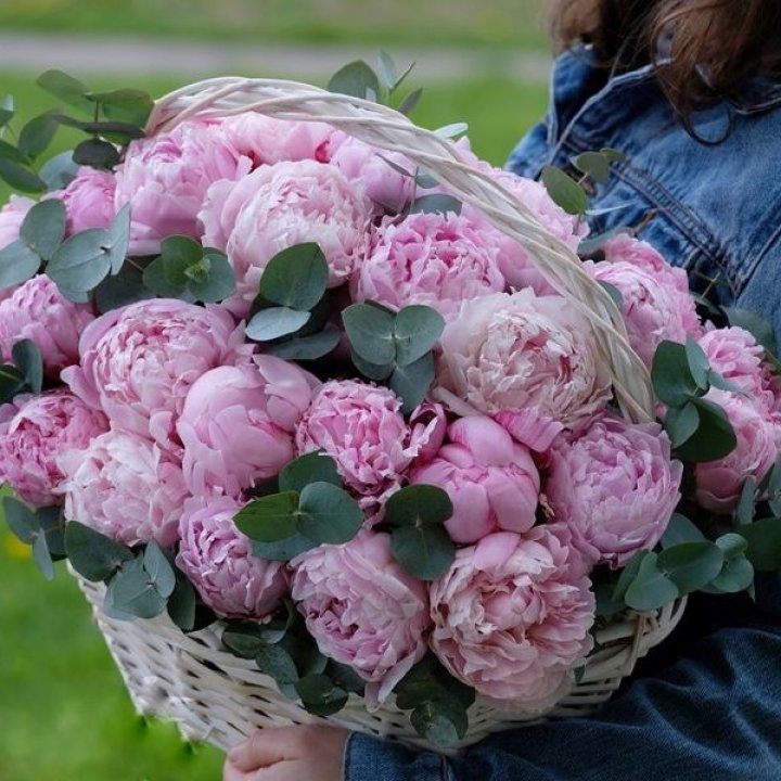 51 пион в корзине в Энгельсе