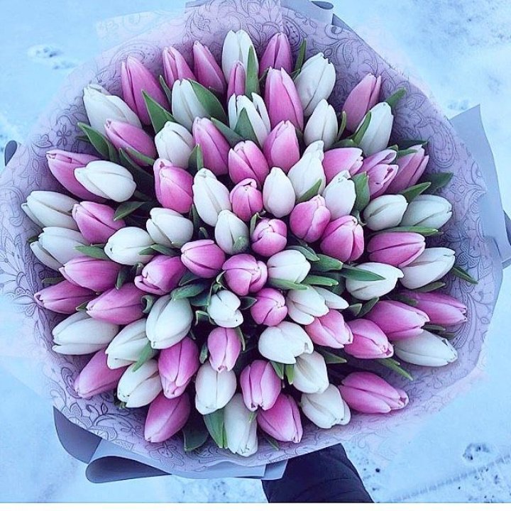 101 тюльпан "Лолипоп" в Энгельсе